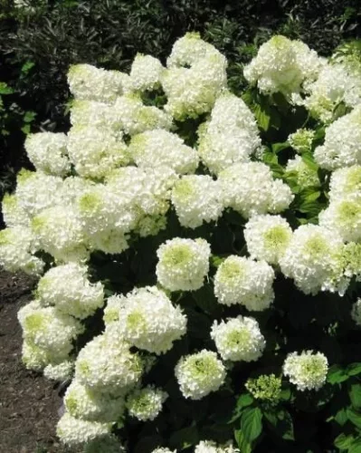 Bugás hortenzia - "Silver Dollar" - Hydrangea Paniculata - 5L