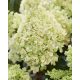 Bugás hortenzia - "Bee Happy" - Hydrangea Paniculata 7.5 L