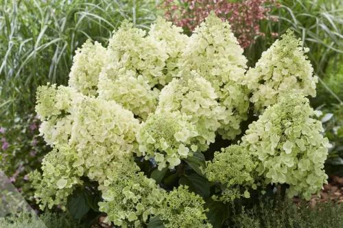 Bugás hortenzia - "Bee Happy" - Hydrangea Paniculata 7.5 L