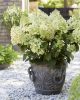 Bugás hortenzia - "Bee Happy" - Hydrangea Paniculata 7.5 L