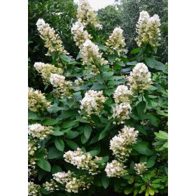   Bugás hortenzia - "Floribunda" - Hydrangea Paniculata