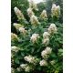Bugás hortenzia - "Floribunda" - Hydrangea Paniculata