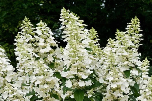 Bugás hortenzia - "Floribunda" - Hydrangea Paniculata