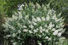 Bugás hortenzia - "Floribunda" - Hydrangea Paniculata
