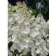 Bugás hortenzia - "Mathilde" - Hydrangea Paniculata