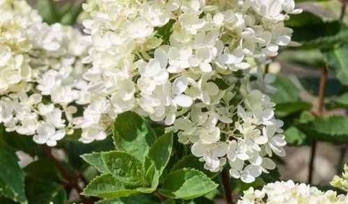 Bugás hortenzia - "Mathilde" - Hydrangea Paniculata
