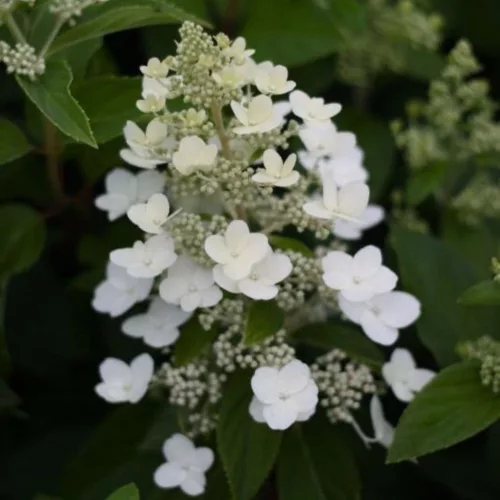 Bugás hortenzia - "Mathilde" - Hydrangea Paniculata