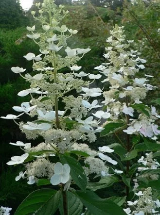 Bugás hortenzia - "Mathilde" - Hydrangea Paniculata