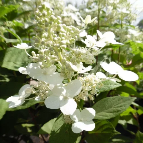 Bugás hortenzia - "Mathilde" - Hydrangea Paniculata