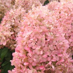   Bugás hortenzia - "Magical Andes" - Hydrangea Paniculata