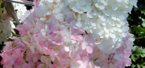 Bugás hortenzia - "Magical Andes" - Hydrangea Paniculata