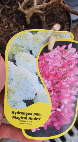 Bugás hortenzia - "Magical Andes" - Hydrangea Paniculata