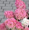 Bugás hortenzia - "Magical Andes" - Hydrangea Paniculata