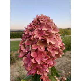   Bugás hortenzia - "Magical Candle" - Hydrangea Paniculata