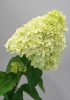 Bugás hortenzia - "Magical Candle" - Hydrangea Paniculata