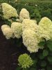 Bugás hortenzia - "Magical Candle" - Hydrangea Paniculata