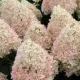 Bugás hortenzia - "Magical Summer" - Hydrangea Paniculata