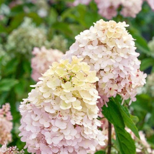 Bugás hortenzia - "Magical Summer" - Hydrangea Paniculata