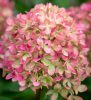 Bugás hortenzia - "Little Lime" - Hydrangea Paniculata