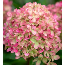   Bugás hortenzia - "Little Lime" - Hydrangea Paniculata