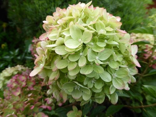 Bugás hortenzia - "Little Lime" - Hydrangea Paniculata