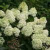 Bugás hortenzia - "Little Lime" - Hydrangea Paniculata