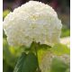 Cserjés Hortenzia - Strong Annabelle - Hydrangea Arborescens-5L
