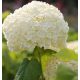 Cserjés Hortenzia - Strong Annabelle - Hydrangea Arborescens-5L