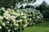Cserjés Hortenzia - Strong Annabelle - Hydrangea Arborescens-5L