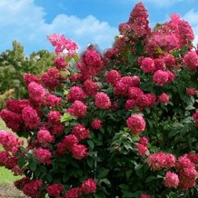  Bugás hortenzia - "Wims Red" - Hydrangea Paniculata - 6L