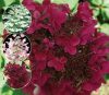 Bugás hortenzia - "Wims Red" - Hydrangea Paniculata - 6L