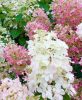 Bugás hortenzia - "Pink Lady" - Hydrangea Paniculata