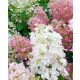 Bugás hortenzia - "Pink Lady" - Hydrangea Paniculata