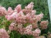 Bugás hortenzia - "Pink Lady" - Hydrangea Paniculata