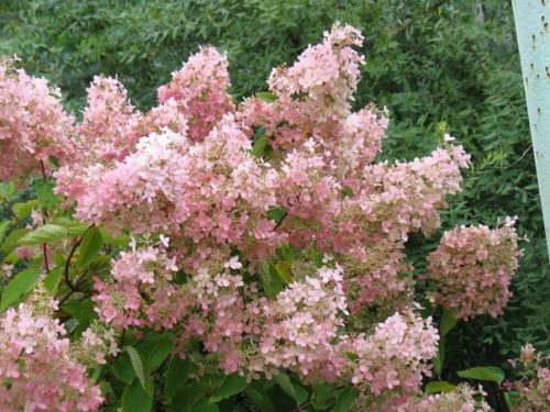 Bugás hortenzia - "Pink Lady" - Hydrangea Paniculata