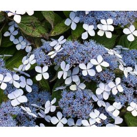   Fűrészeslevelű hortenzia - "Bluebird" - Hydrangea Serrata