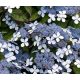 Fűrészeslevelű hortenzia - "Bluebird" - Hydrangea Serrata