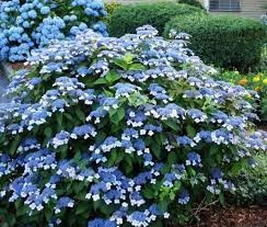 Fűrészeslevelű hortenzia - "Bluebird" - Hydrangea Serrata