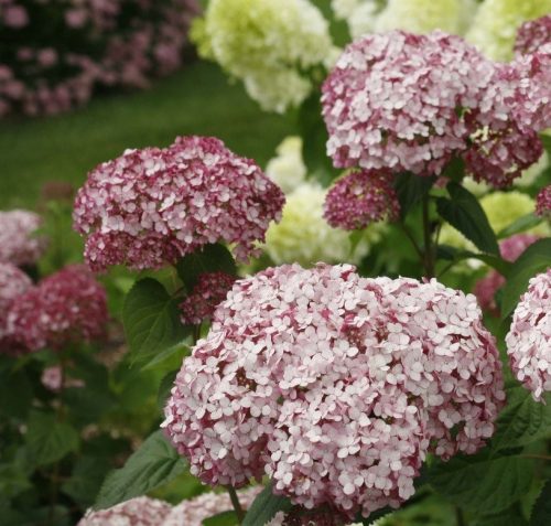 Cserjés Hortenzia " Sweet Annabelle" - Hydrangea Arborescens 15cs