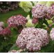 Cserjés Hortenzia " Sweet Annabelle" - Hydrangea Arborescens 15cs