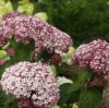 Cserjés Hortenzia " Sweet Annabelle" - Hydrangea Arborescens 15cs