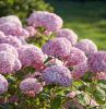 Cserjés Hortenzia " Sweet Annabelle" - Hydrangea Arborescens 15cs