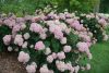 Cserjés Hortenzia " Sweet Annabelle" - Hydrangea Arborescens 15cs