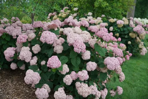 Cserjés Hortenzia " Sweet Annabelle" - Hydrangea Arborescens 15cs
