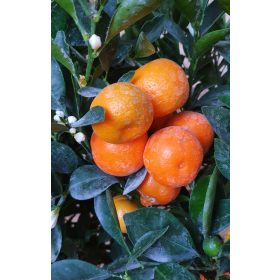 Calamondin 