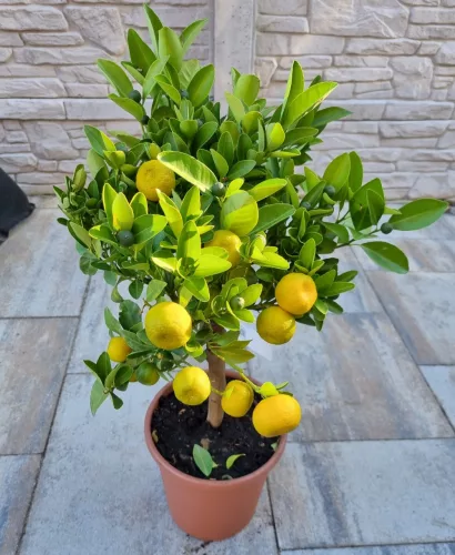 Calamondin 
