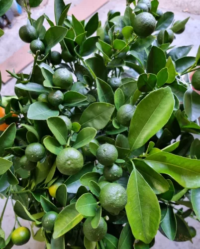 Calamondin 