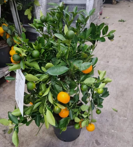 Calamondin 