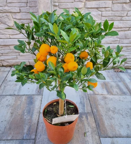 Calamondin 