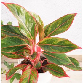 Rákvirág - Aglaonema Crete